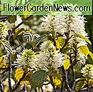 Fothergilla Major, Berghexe Erle, Große Fothergilla, Hohe Fothergilla