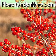 Ilex Verticillata 'Red Sprite', Winterbeere 'Red Sprite', rote Beeren, immergrüne Strauch, amerikanische Winterbeere, Aquifoliaceae, Berry, Stechpalme, Ilex, Winter Strauch