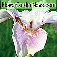 Iris Sibirica 'Fond Kiss' wachsende Informationen, Sibirische Iris 'Fond Kiss', Sibirische Flagge 'Fond Kiss