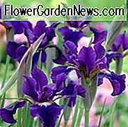 Sibirische Iris gekräuselte Samtanbauinformation, Iris Siberica gekräuselte Samtanbauinformation, sibirische Flagge gekräuselte Samtanbauinformation