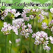 Allium Roseum, Rosy Hvidløg, Rosetblomstret Hvidløg, Ornamental Løg, Forårsløg, Forårsblo Blomster, Blomstrende Løg, Sene Forårsblomster, Tidlige Sommerblomster