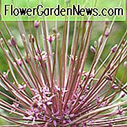 Allium Schubertii, Tumbleweedløg, Ornamental Løg, Forårsløg, Forårsbloer, Lilla Løg, Sene Forårsblo blomster, Tidlige Sommerblomster,