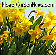 Narcissus Tete a Tete, Påskelilje 'Tete a Tete', Cyclamineus Påskelilje 'Tete a Tete', Miniature Påskelilje, Forårsløg, Forårsbloem, Miniatyr Narcissus, Tidlig Sæson Påskelilje, Tidlig Forår Påskelilje, Tidlig Forår Narcissus, Gul Narcissus, Container Daf