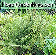 Athyrium Filix-Femina, Kvinde Polypody, Lady Fern, Shade planter, skygge flerĂĄrige, planter til skygge, planter til vĂĄd jord