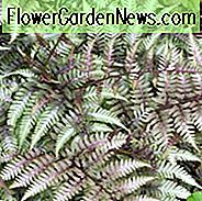 Athyrium Niponicum var. Pictum, Malede Lady Fern, Shade planter, skygge flerĂĄrige, planter til skygge, planter til vĂĄd jord