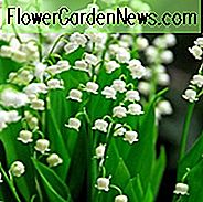 Convallaria Majalis, Lily of the Valley, Conval Lily, Word Lily, Mayflower, Mugget, Liriconfancy, May Bells, May Lily, Fruens TĂĄrer, Fruens TĂĄrer