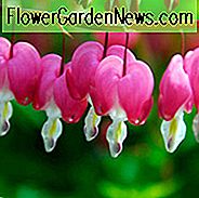 Dicentra spektabilis, Blødende hjerte, Lamprocapnos spectabilis, Shade haver, skyggefulde haver, Lyserøde blomster, Blødende hjerte, Showy Blødende hjerte, Hollænderstrømpebukser, Chinamanbukser, Låse og nøgler, Lyreblomst, Sealblomst, Gammeldags Blødende Hjerte, Lamprocapnos Spectabilis