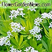 Galium Odoratum, Sweet Woodruff, Høns Plant, Kiss-Me-Quick, Mugwet, Rockweed, Sød Grass, Woodruff, Hvide blomster, Stauder til skygge, Stauder til skygge, Skygge over tid, Asperula Odorata