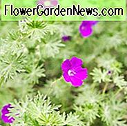 Geranium Sanguineum, Bloody Cranesbill, Bloody Geranium, Hardy Geranium, Lilla Geranium, Lilla Blomster