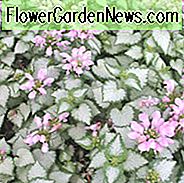 Lamium Maculatum, Spotted Dead Nettle, Spotted Deadnettle, Devil's Clover, Devil's Nettle, Double Tongue, St Vincent's Nettle, Variegated Deadnettle, Stauder til skygge, Stauder til skygge, Skygge flerĂĄrige, Lamium hirsutum