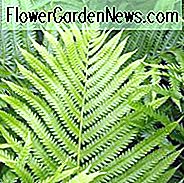 Matteuccia Struthiopteris (Strudsfjær), Strutsfugl, Strutsfjeder, Skibsfart Fern, Skyggeplanter, Skygge flerårige, Planter til skygge, Planter til våde jordarter