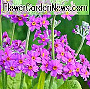 Primula Beesiana, Primrose, Candelabra Primrose, Candelabra Primula, Biens Primrose, Skyggeplanter, Skygge flerĂĄrige, Planter til skygge, Planter til vĂĄde jordarter