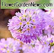 Primula Denticulata, Drumstick Primula, Tandbladet Primrose, Skyggeplanter, Skygge flerĂĄrige, Planter til skygge, Planter til vĂĄde jordarter