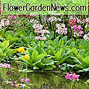 Primula Japonica, Primrose, Japansk Primrose, Kandelabra Primrose, Candelabra Primula, Fairy Primrose, Shade planter, skygge flerĂĄrige, planter til skygge, planter til vĂĄde jordbund