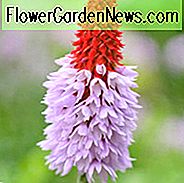 Primula Vialii, Orchid Primrose, Hætteglas Primrose, Primula Littoniana, Rød-Hot Poker Primrose, Kinesisk Pagoda Primrose, Skyggeplanter, Skygge flerårig, Planter til skygge, Planter til våde jordarter