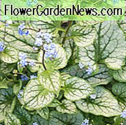 Brunnera Macrophylla, Siberian Bugloss, Hearleaf Brunnera, False Glem-Me-Not, Jack Frost,