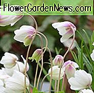 Anemone Sylvestris, Snowdrop Anemone, Snowdrop Vindmølle, Stauder til skygge, Skygge stauder, Hvide blomster