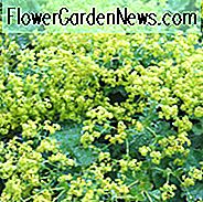 Alchemilla Mollis, Frauenmantel, AGM Staude, Hirsch tolerante Pflanzen, Hasen tolerante Pflanzen, preisgekrönte Staude