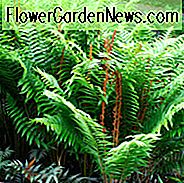 Osmunda Cinnamomea, Zimtfarn, Schattenpflanzen, mehrjährige schattenspendende, schattenspendende Pflanzen, Pflanzen für nasse Böden