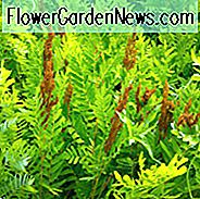 Osmunda Regalis, Königlicher Farn, Blühender Farn, Moorzwiebel, Buckhornbremse, Gewöhnlicher Blühender Farn, Ditchfarn, Nierenfarn, Königsfarn, Osmund Royal, Königlicher Osmundfarn, Rostiger Farn, Wasserfarn, Schattenpflanzen, mehrjährige schattenspendende Pflanzen, Pflanzen für nasse Böden