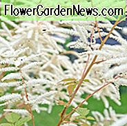 Astilbe Informationen, Falsche Spirea Informationen, Hybride Astilbe Informationen, Plume Flower Informationen, Falsche Ziegenbart Information, Astilbe x Arendsii, Chinesische Astilbe, Astilbe Chinensis, Astilbe Japonica, Astilbe Simplicifolia