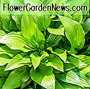 Hosta, Hostas, Wegerich Lilie, Wegerich Lilien, Schatten Pflanzen, mehrjährige für Schatten, Schatten Stauden, Funkia