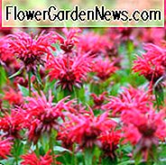 Monarda Informationen, Bee Balm Informationen, Bergamotte Informationen, Horsemint Informationen, duftende Stauden, Schimmel resistente Stauden, Monarda didyma