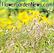 Chasmanthium Latifolium, Nordamerika Wilde Hafer, Nordsee Hafer, Spangle Gras, Hafer