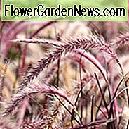 Pennisetum Setaceum Rubrum, purpurrote Brunnen-Grasinformationen, rote Brunnen-Grasinformationen, purpurrote Brunnen-Grasauslegungideen, rote Brunnen-Grasauslegungideen