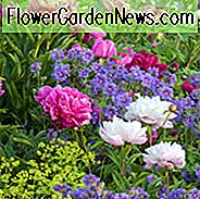 New England, New England Garten, beste Stauden, Stauden für Neuengland, große Stauden, Top-Stauden, Nordosten, Nordost-Garten, beste Stauden für Nordosten, Stauden für Nordosten