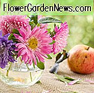 New England, New England Garten, beste Stauden, Stauden für Neuengland, große Stauden, Top-Stauden, Nordosten, Nordost-Garten, beste Stauden für den Nordosten, Stauden für den Nordosten, Spätsommer Stauden, Herbst Stauden