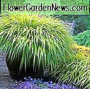 Hakonechloa Macra Informationen Japanischer Waldgras Informationen, Hakone Grass Informationen, Schattengräser, Hakone Aureola, Hakone Alle Gold, Hakone Nicolas, Hakone Macra, Hakone Alboaurea