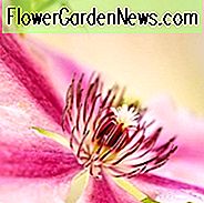 Bester Klematis, Neu-England, New England Gardening, rosa Clematis, blaue Clematis, weiße Clematis, rote Clematis, purpurrote Clematis