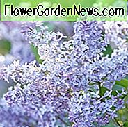 New England, New England Garten, beste Sträucher, Sträucher für New England, große Sträucher, Top Sträucher, Nordosten, Nordost-Garten, beste Sträucher für den Nordosten, Sträucher für trockenen Boden