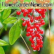New England Garten, beste Sträucher, New England Sträucher, große Sträucher, blühende Sträucher, Sträucher mit Beeren, immergrüne Sträucher, beste Sträucher