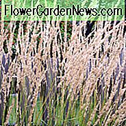 Feather Reed Grass, Calamagrostis x Acutiflora, 'Karl Foerster', Hirschresistente Pflanze, Karl Foerster Gras