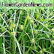 Carex Grayi, Mace-Segge, Grey Sedge, Morgenstern-Segge, Bur-Segge, Gray's Bur-Segge, Grey's Sedge, Ziergräser, Ziergras, Ziergräser, Gräser, mehrjährige Gräser