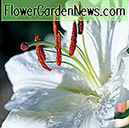 Lilium 'Casa Blanca', Lilie 'Casa blanca', Orientalische Lilie 'Casa blanca', Lilium 'Casa Blanca', Sommerblüher Blumenzwiebel, Sommerlilien, Spätsommerlilien, weiße Lilien, Zierlilien