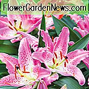 Lilium 'Entertainer', Lily 'Entertainer', orientalische Lily 'Entertainer', orientalische Lilien, rosa Lilien, duftende Lilien, Bicolor Lilien, Lilienblume, Lilienblume
