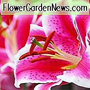 Lilium 'Starfighter', Lily 'Starfighter', orientalische Lilie 'Starfighter