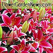 Lilium 'Starlight Express', Lilie 'Starlight Express', Orientalische Lilie 'Starlight Express