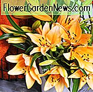 Lilium 'Brunello', Lilie 'Brunello', asiatische Lilie 'Brunello', asiatische Hybriden, asiatische Lilien, orange Lilien, duftende Lilien, Lilienblume, Lilienblume
