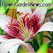 Lilium 'Dot Com', Lilie 'Dot Com', Asiatische Lilie 'Dot Com', Asiatische Hybriden, Asiatische Lilien, Rosa Lilien, Duftende Lilien, Lilienblume, Lilienblume
