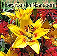 Lilium 'Grand Cru', Lilie 'Grand Cru', asiatische Hybridlilie 'Grand Cru', sommerblühende Zwiebel, frühsommerblütige Lilien, gelbe Lilien, zweifarbige Lilien, Preislilien