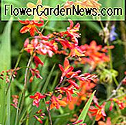 Crocosmia × Crocosmiiflora 'Carmin Brillant', Montbretia 'Carmin Brilliant', Crocosmia × Crocosmiiflora 'James Coey', Crocosmia 'Carmin Brilliant, Crocosmia' James Coey ', Crocosmia' Carmine Brilliant ', AGM Crocosmia