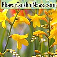 Crocosmia × Crocosmiiflora 'Honey Angels', Crocosmia 'Honey Angels', Montbretia 'Honey Angels', Coppertips 'Honey Angels', Sternschnuppen 'Honey Angels', gelbe Crocosmia, gelbe Montbretia
