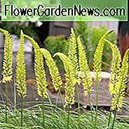 Foxtail Lily, Desert Candle, Giant Desert Candle, Eremurus bungei, Eremurus stenophyllus, Eremurus robustus, Eremurus Ruiter hybrid, Eremurus Shelford hybrid, Eremurus x Isabellinus