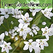 Allium Neapolitanum, Hvid Allium, Allium Cowanii, Napoli Hvidløg, Ornamental Hvidløg, Brudens Løg, Påskelilje Hvidløg, Forårsløg, Forår Blomster, Hvid Blomstrende Løg, Hvide Løg, Blå Løvblomst