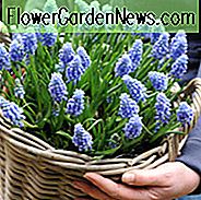 Muscari, Grape Hyacinth, Forårsløg, Forår Blomster, Midt Forårsløg, Blå Forår Blomst, Muscari Armeniacum, Muscari Latifolium, Muscari Azureum, Muscari Botryoides