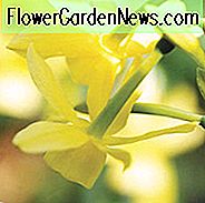 Narcissus Hawera, Påskelilje 'Hawera', Triandrus Påskelilje 'Hawera', Triandrus Påskeliljer, Englens Tårer, Forårsløg, Forårsblover, Dværg påskelilje, Midterfarver påskelilje, Ses forårsbloomer, Triandrus Narcissus, Gul påskelilje